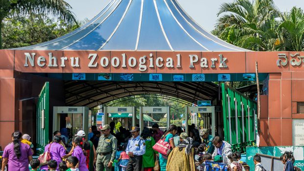  Nehru Zoological Park Ditutup  Akibat Delapan Singa Terbukti Positif Covid-19